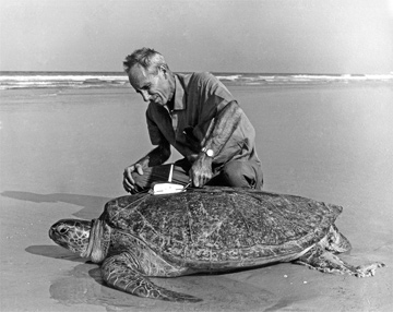 Archie Carr with turtle