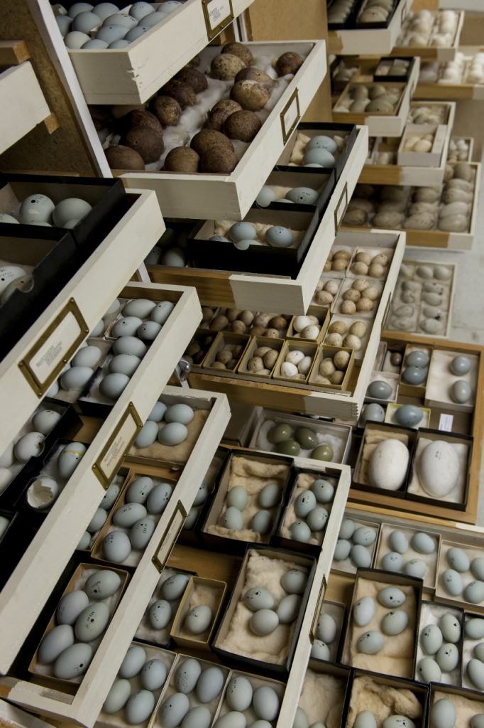 Photos of Doe egg collection in storage.