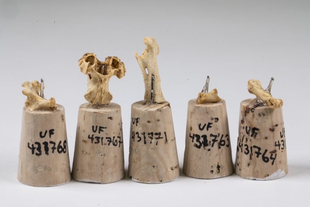 bird bones with accession numbers