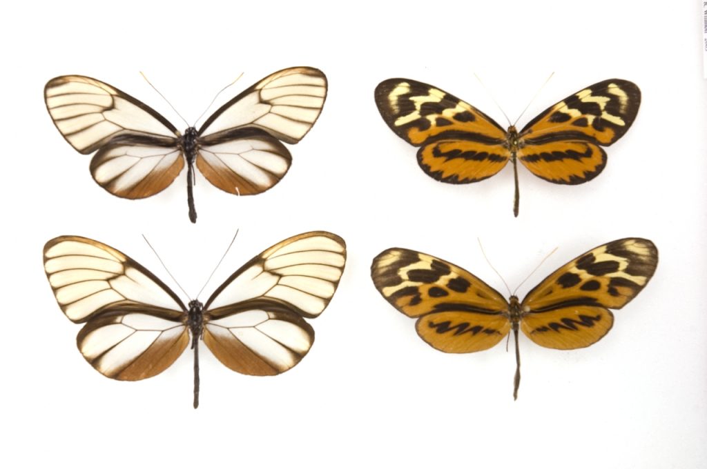 four butterflies