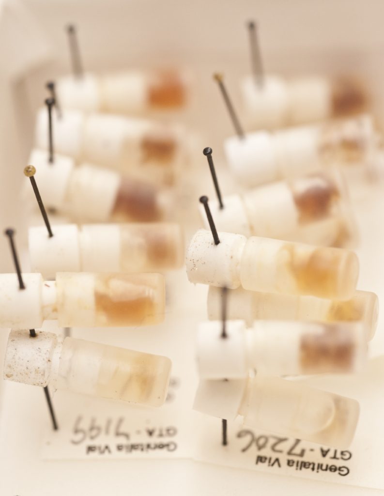 pinned tissue specimens