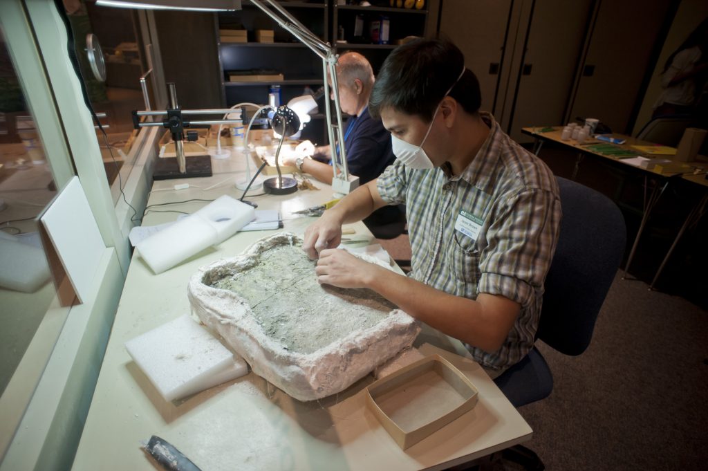 person working on fossil in plaster jacket