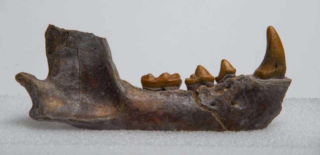 fossil jaw