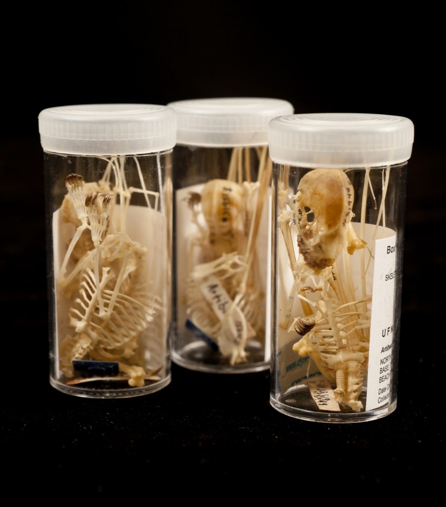 small vials of bat skeletons