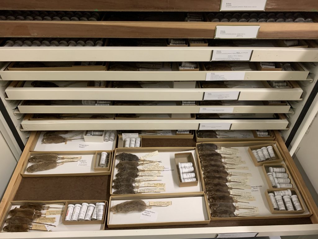 mammal collection drawers with rodent specimens