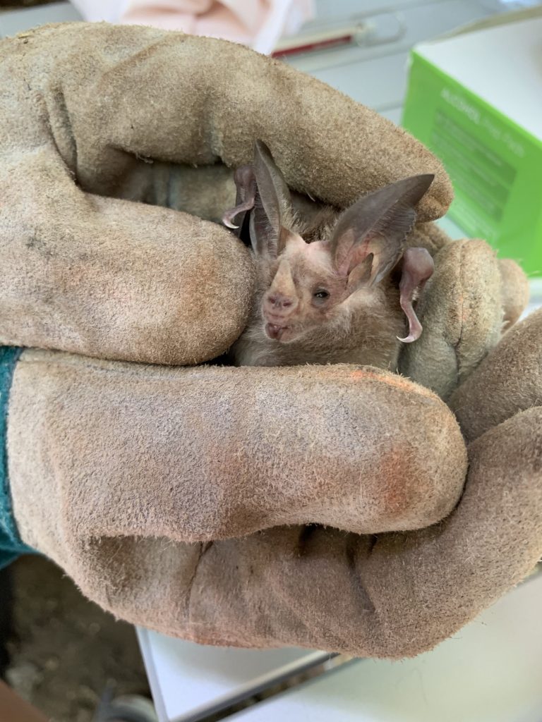 gloved hand holding Waternose's Leaf Nose bat