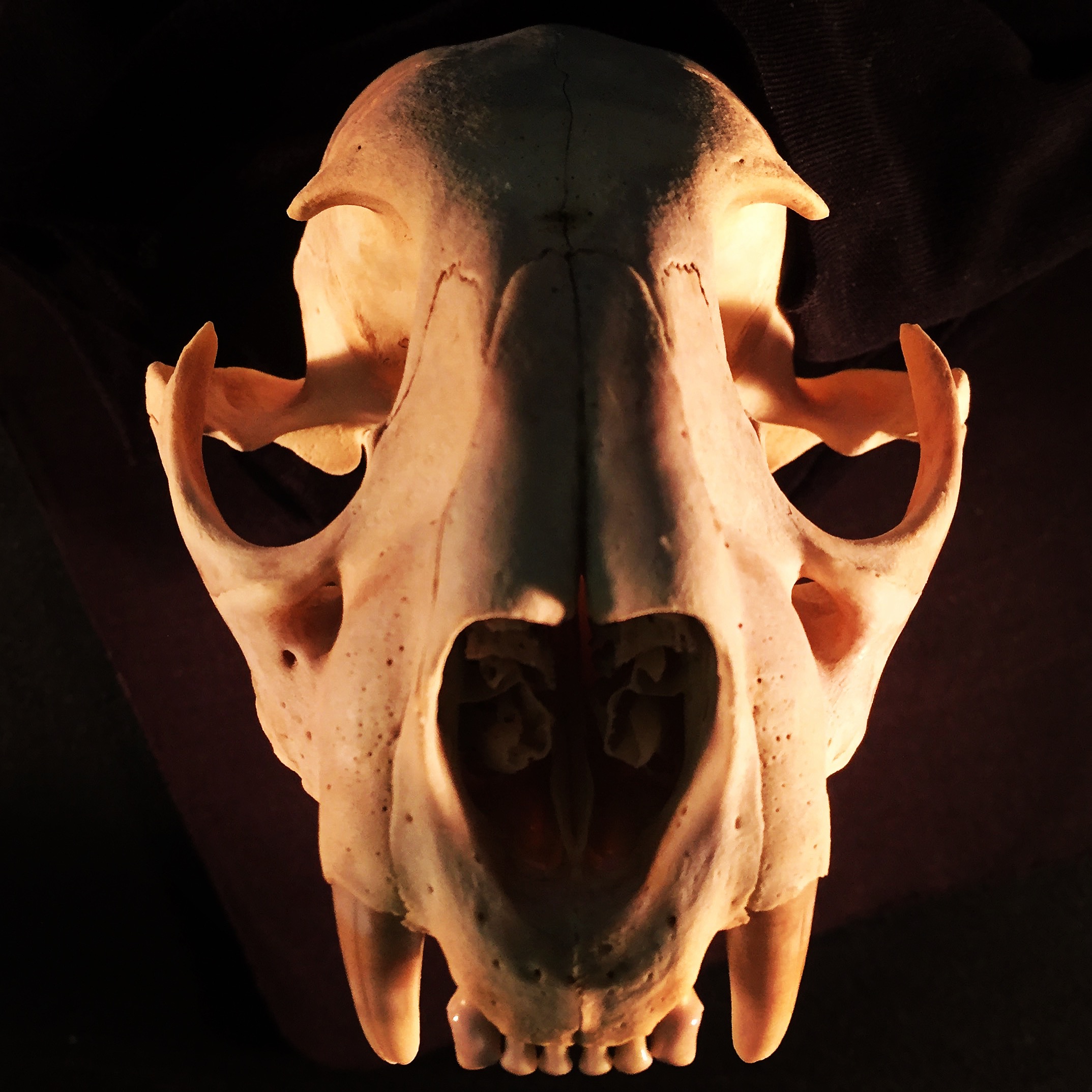 panther skull