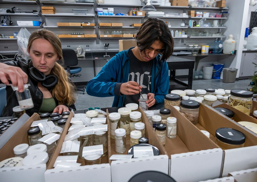 two people sorting through glass jars filled with scientific specimens. They are seated at a table filled with small glass jars, labels and long boxes.