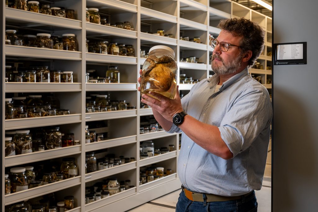 David Blackburn stands in front of the collection shelves holding a large specimen jar