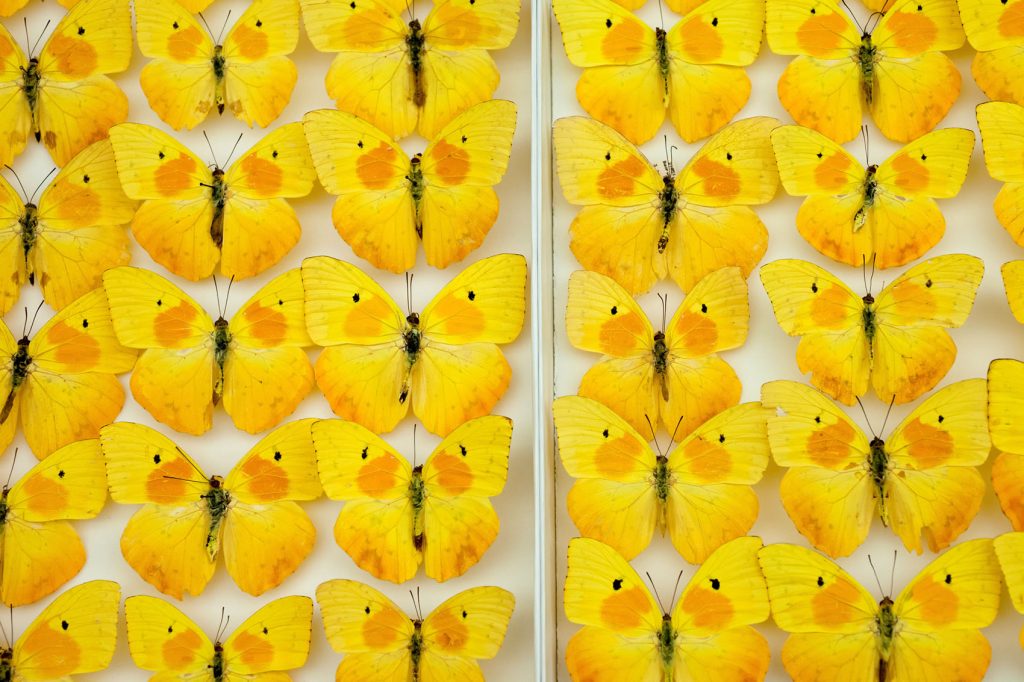 neat rows of bright yellow butterfly specimens pinned to a white surface