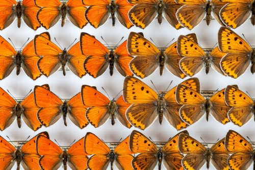 neat rows of pinned butterfly specimens with short lobed orange wings