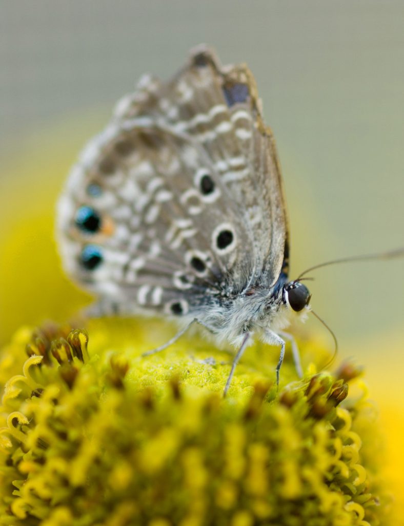close up of a small freckled butterfly on the textured center of a vibrant yellow flower