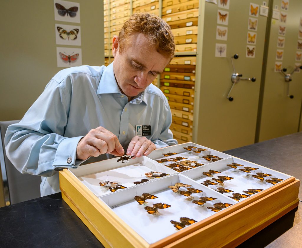 a person sitting in a scientific lab space is adding pinned butterflies to a tray with shelves of slim wooden drawers in the background