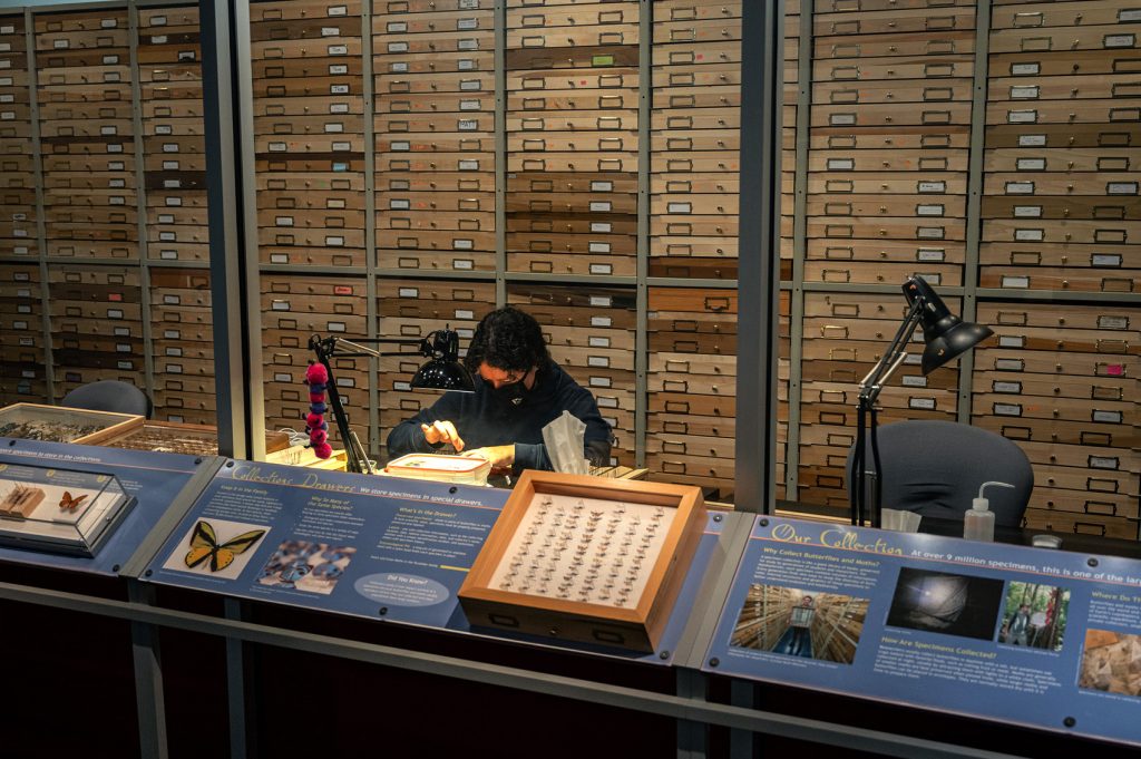 a person behind a glass window lined with information signs works on tiny objects under bright lights with a wall of shallow wooden drawers behind them