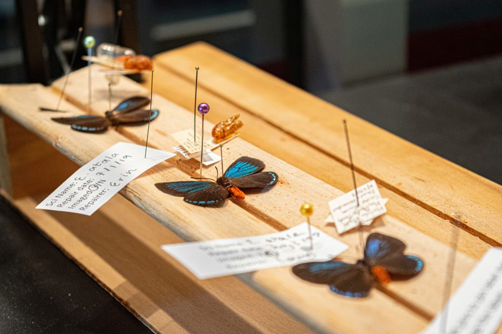 several butterfly specimens carefully pinned to a shallow wooden tray with tiny paper labels