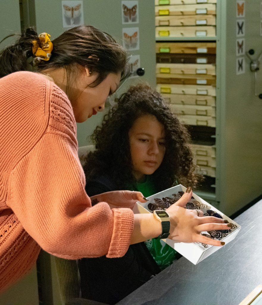 two people in a scientific collection room are examining a small tray of butterfly specimens
