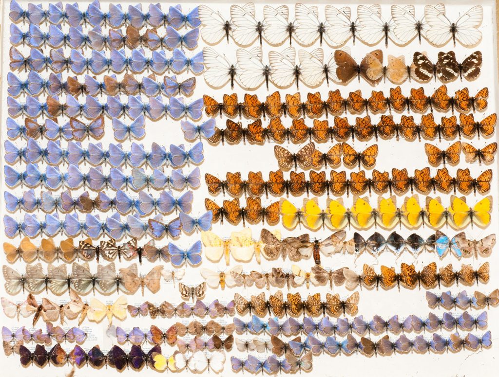 a tray of neat rows of several types of pinned butterfly specimens