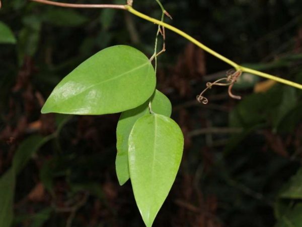 Putatively undescribed species of Smilax from the Pacific Coast of Costa Rica.