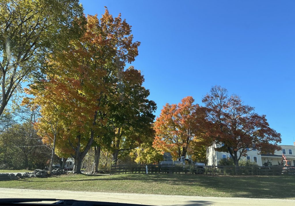 Changing of the leaves in NH.