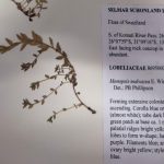 Figure 2: A Monopsis malvacea specimen, this species is near endemic to Eswatini