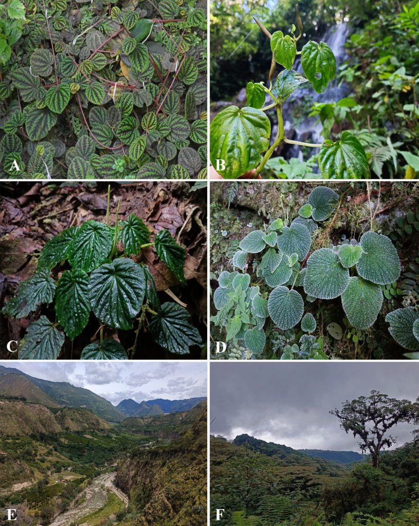 Four new species of Peperomia discovered in Ecuador, August 2025, and two fieldwork sites visited