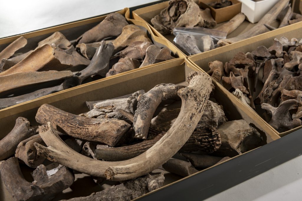 a tray with four compartments of assorted bones and antler pieces