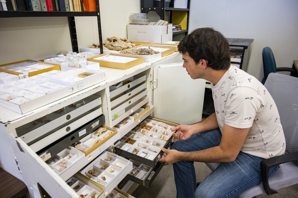 a person is leaning over a drawer in a cabinet full of shallow drawers full of tiny boxes of small fossils in a collections room of some kind