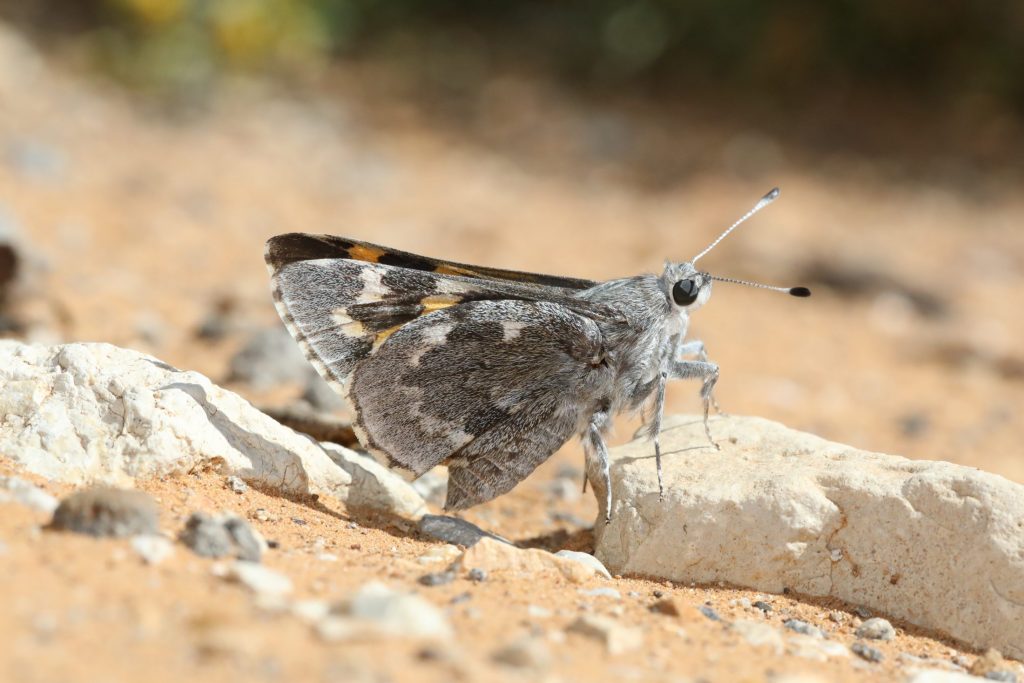 Fig. 1. Agathymus neumoegeni nr. Queen, Eddy Co., TX.