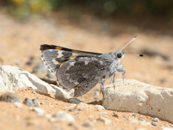 Fig. 1. Agathymus neumoegeni nr. Queen, Eddy Co., TX.