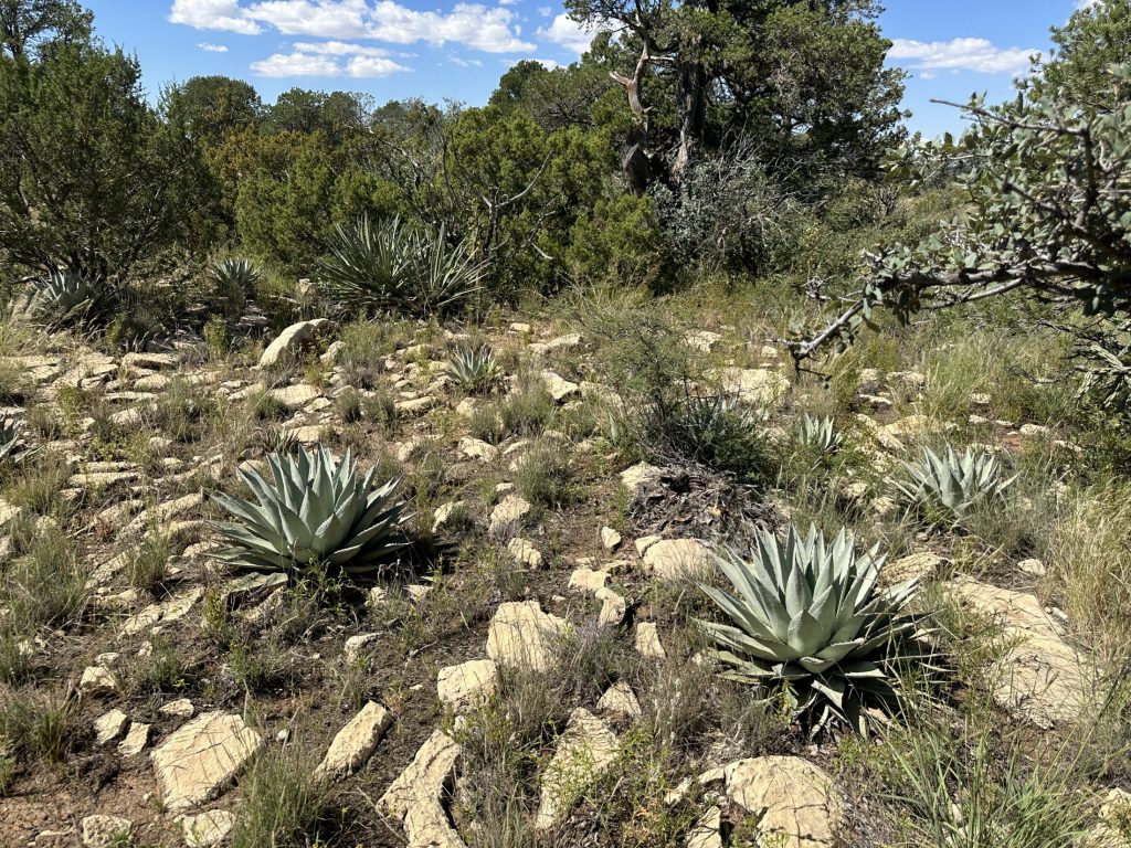 Fig. 2. Typical habitat for Agathymus neumoegeni nr. Queen, Eddy Co., TX.