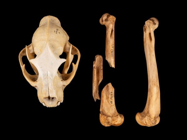 Photo of Florida panther UF 19077 by Kristen Grace