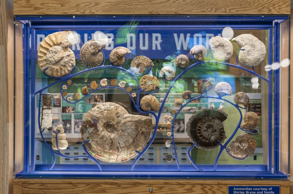 a museum display is showing a variety of large spiral shell fossils in a blue frame that seems to show them in progression
