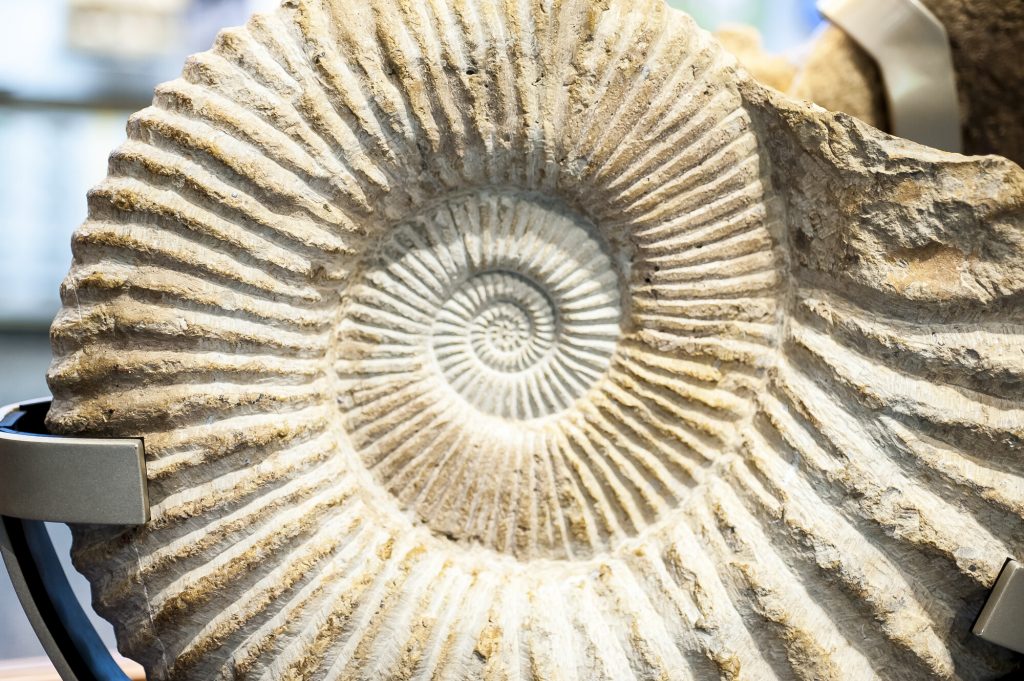 close up of a spiral fossil shell that has deep ribbing around the length of its coils