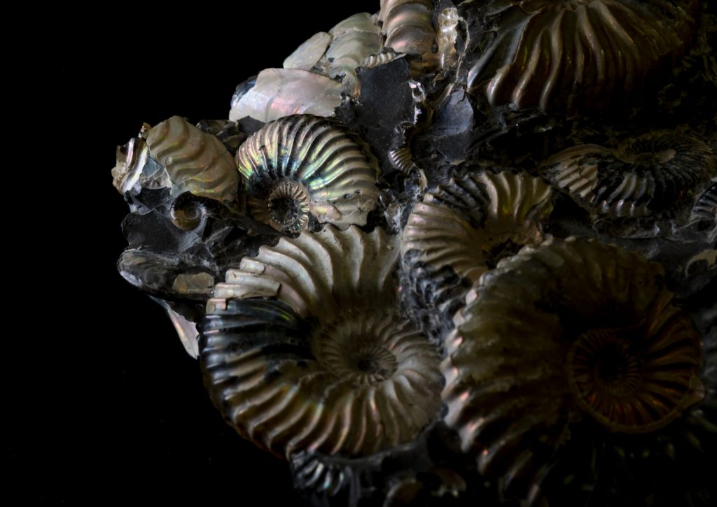 close up on a cluster of dark and shiny fossil spiral snail shells