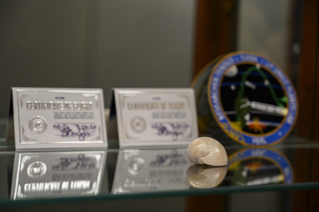 close up of a very round snail shell with several small officially looking cards and logos out of focus in the background