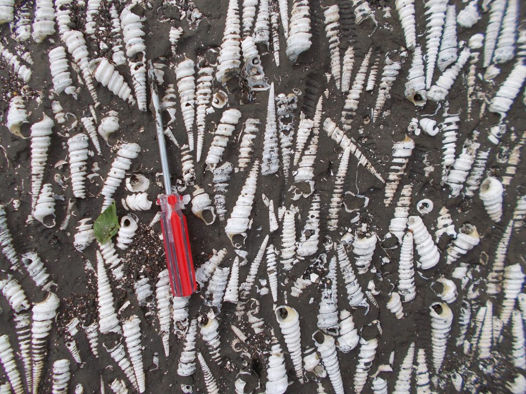 a screwdriver rests on a bed of elongated spiral snail shells embedded in mud all facing longs ways as if they are a fossil deposit