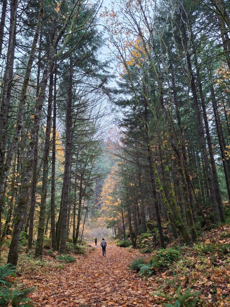 Trees from a trail near Cascade Locks, Oregon.