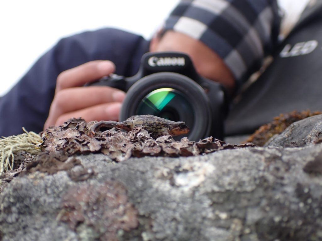 a herpetologist with camera taking a picture of a small frog