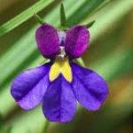 Figure 1: One of Monopsis species; Monopsis decipiens