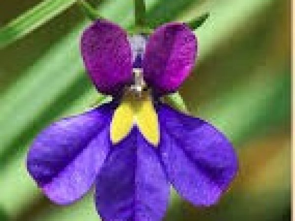 Figure 1: One of Monopsis species; Monopsis decipiens