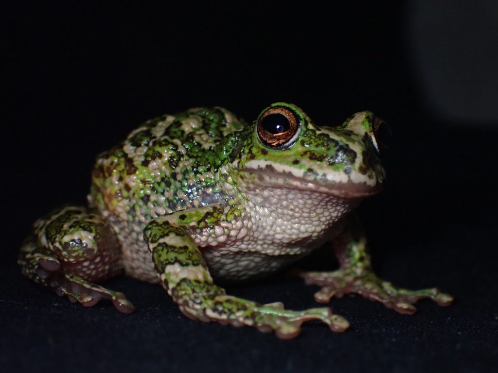 A Marsupial Frog