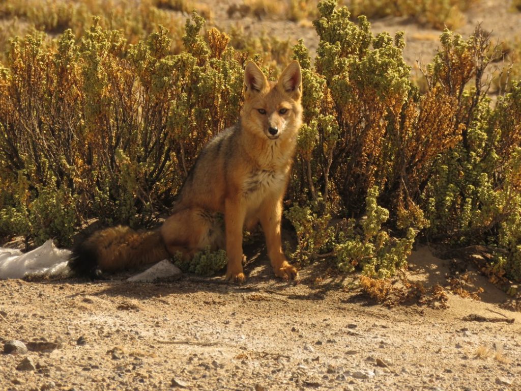 Andean Fox sitting