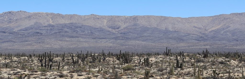 Cataviña landscape dominated by organ cactus, Fouquieria columnaris, many species of Opuntia, and creosote bush. Photo by Emeline Pano (2025)