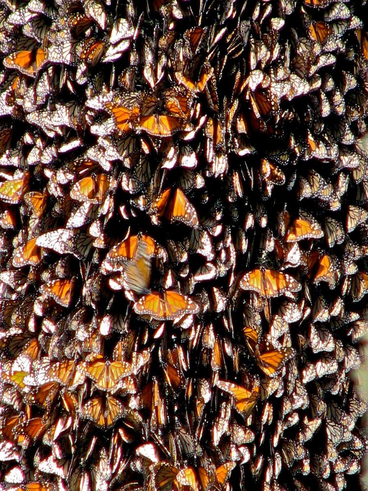 Monarchs form a dense layer over a treetrunk