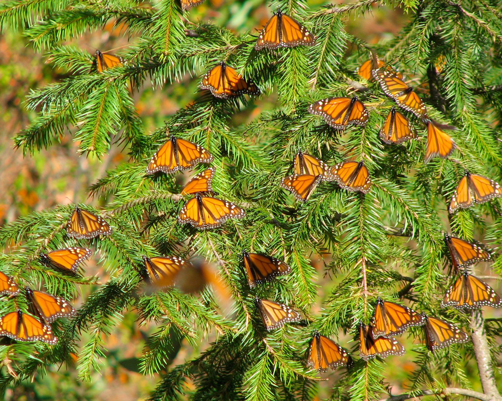 monarchs on fir tree