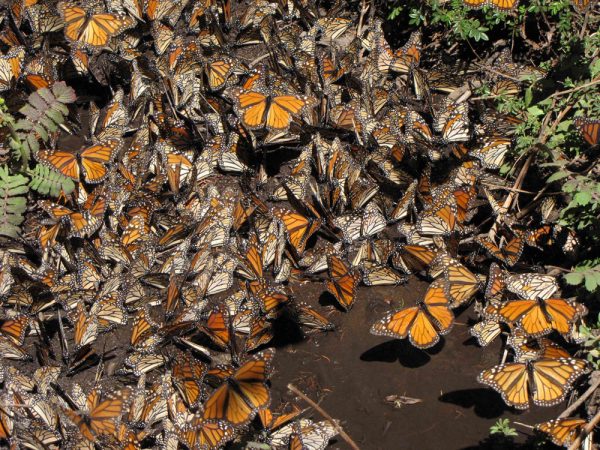 flutter of monarchs