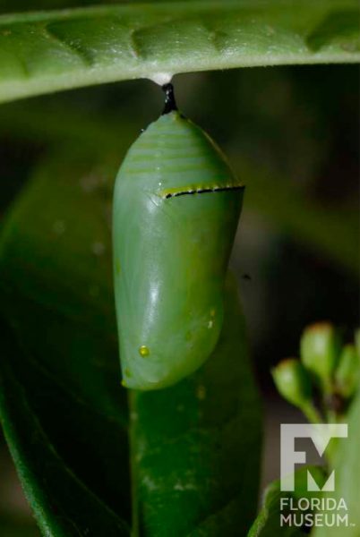 Monarch chrysalis