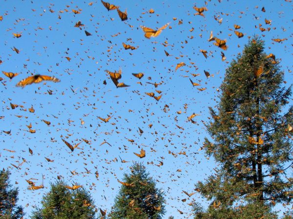 Monarchs in flight