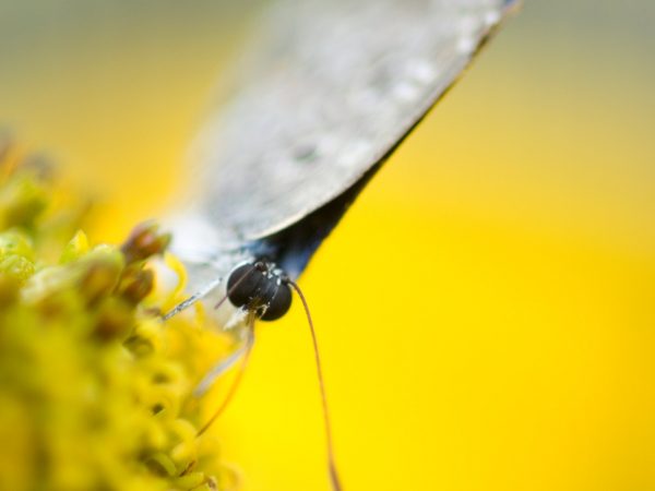small butterfly on bright yellow flower close up
