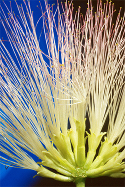 mimosa tree bloom